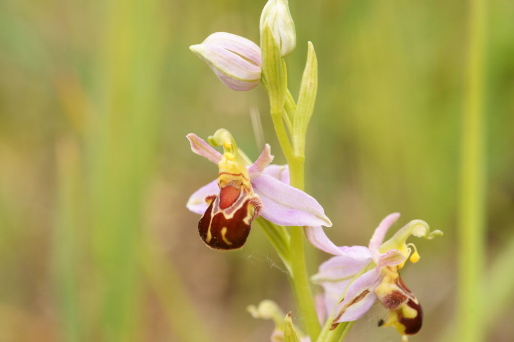 Ophrys apifera Bray-Dunes 120611 (155)