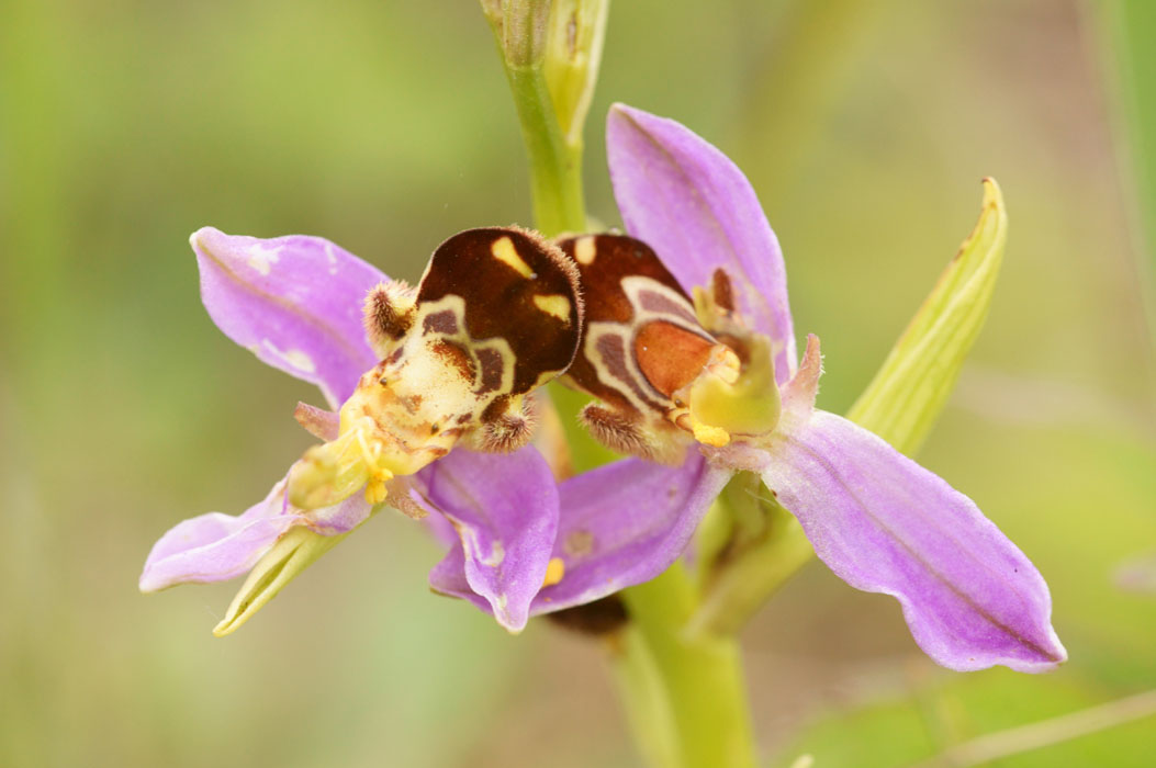 Ophrys apifera Bray-Dunes 120611 (159)