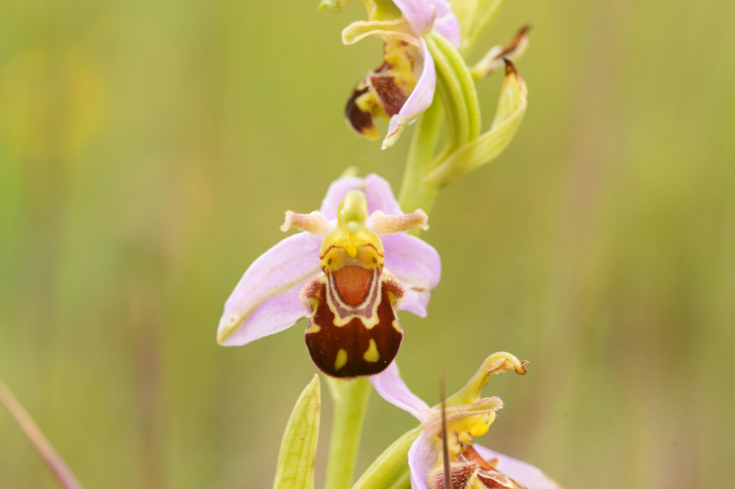 Ophrys apifera Bray-Dunes 120611 (160)