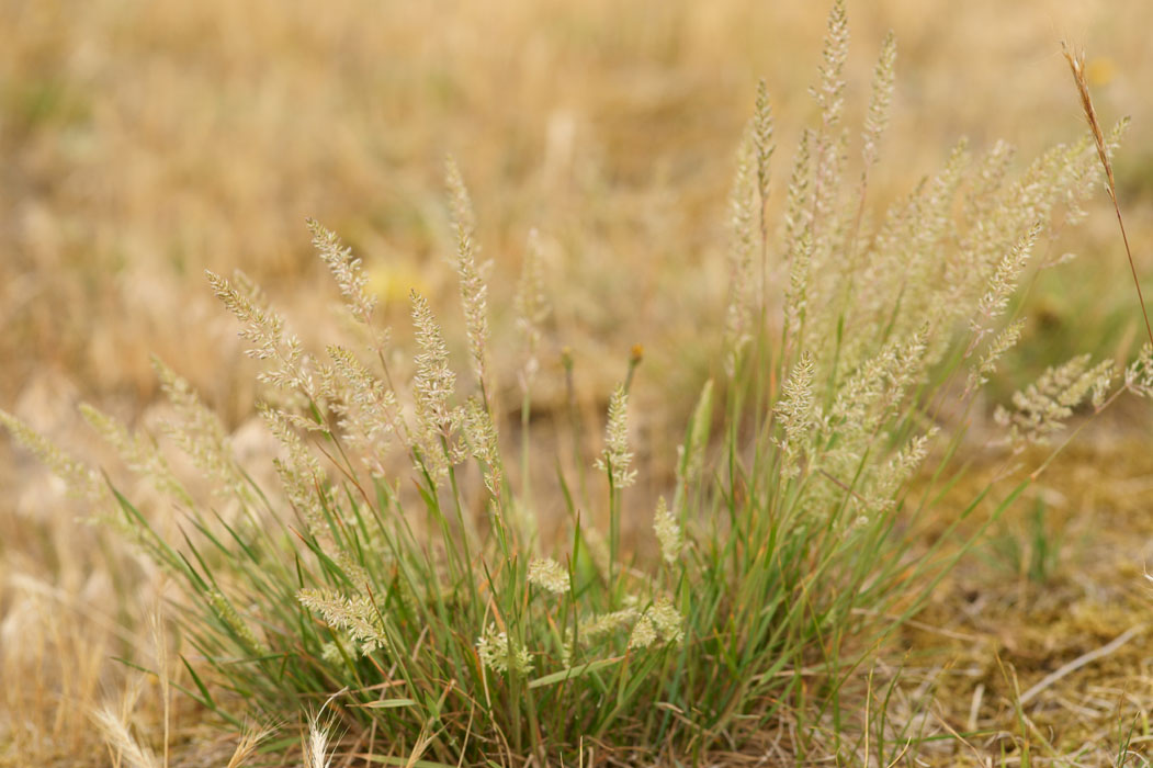 Poa sp Bray-Dunes 120611 (150)