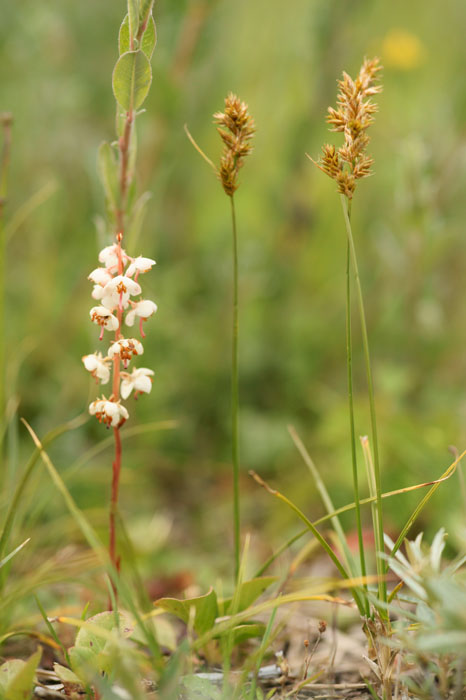 Pyrola rotundifolia ssp maritima  & Carex arenaria Bray-Dunes 120611 (114)