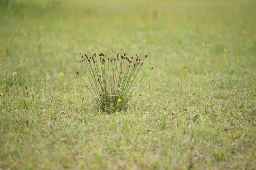 Schoenus nigricans Bray-Dunes 120611 (80)