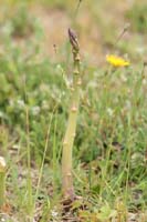 Asparagus officinalis Bray-Dunes 120611 (123)