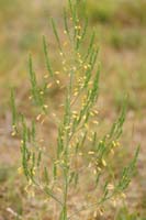 Asparagus officinalis Bray-Dunes 120611 (148)