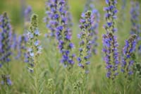 Echium vulgare Bray-Dunes 120611 (121)