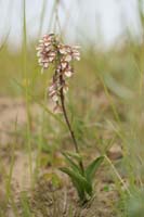 Epipactis palustris Bray-Dunes 120611 (100)