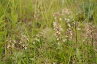 Epipactis palustris Bray-Dunes 120611 (101)