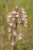 Epipactis palustris Bray-Dunes 120611 (103)