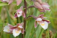 Epipactis palustris Bray-Dunes 120611 (40)
