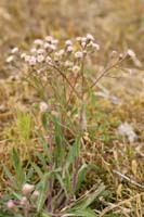 Erigeron acer Bray-Dunes 120611 (129)