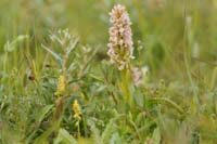 Herminium monorchis & Dactylorhiza incarnata Bray-Dunes 120611 (57)