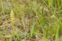 Herminium monorchis & Epipactis palustris Bray-Dunes 120611 (108)