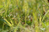 Herminium monorchis Bray-Dunes 120611 (10)