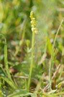 Herminium monorchis Bray-Dunes 120611 (12)