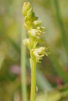 Herminium monorchis Bray-Dunes 120611 (13)