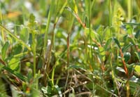 Herminium monorchis Bray-Dunes 120611 (14)
