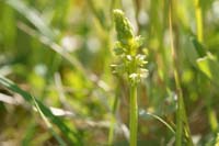 Herminium monorchis Bray-Dunes 120611 (15)