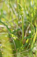 Herminium monorchis Bray-Dunes 120611 (17)