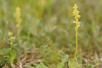 Herminium monorchis Bray-Dunes 120611 (48)