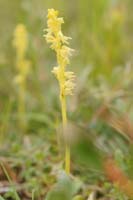 Herminium monorchis Bray-Dunes 120611 (49)