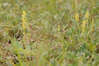 Herminium monorchis Bray-Dunes 120611 (50)