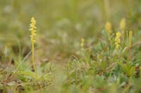 Herminium monorchis Bray-Dunes 120611 (51)