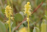 Herminium monorchis Bray-Dunes 120611 (52)