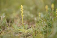 Herminium monorchis Bray-Dunes 120611 (53)