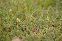 Herminium monorchis Bray-Dunes 120611 (56)