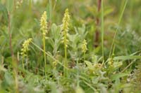 Herminium monorchis Bray-Dunes 120611 (58)
