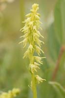 Herminium monorchis Bray-Dunes 120611 (60)