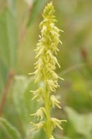 Herminium monorchis Bray-Dunes 120611 (61)