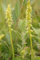 Herminium monorchis Bray-Dunes 120611 (62)