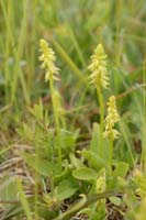 Herminium monorchis Bray-Dunes 120611 (65)