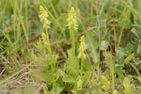 Herminium monorchis Bray-Dunes 120611 (66)