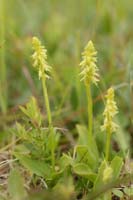 Herminium monorchis Bray-Dunes 120611 (67)