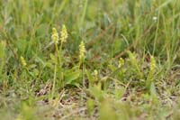 Herminium monorchis Bray-Dunes 120611 (68)