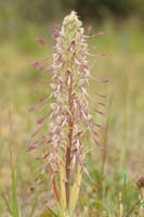 Himantoglossum hircinum Bray-Dunes 120611 (145)