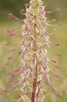 Himantoglossum hircinum Bray-Dunes 120611 (146)