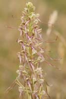 Himantoglossum hircinum Bray-Dunes 120611 (149)