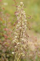 Himantoglossum hircinum Bray-Dunes 120611 (150)
