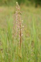 Himantoglossum hircinum Bray-Dunes 120611 (151)