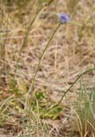 Jasione montana Bray-Dunes 120611 (130)