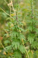 Leonorus cardiaca Bray-Dunes 120611 (168)