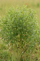Lithospermum officinale Bray-Dunes 120611 (122)