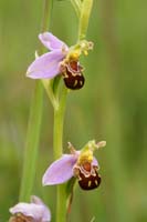 Ophrys apifera Bray-Dunes 120611 (138)