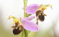 Ophrys apifera Bray-Dunes 120611 (139)