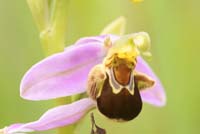 Ophrys apifera Bray-Dunes 120611 (140)