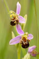 Ophrys apifera Bray-Dunes 120611 (141)