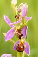 Ophrys apifera Bray-Dunes 120611 (142)